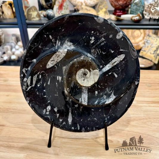 Reserve Orthoceras & Ammonite Fossil Serving Plate 10’’ - Fossil Plates