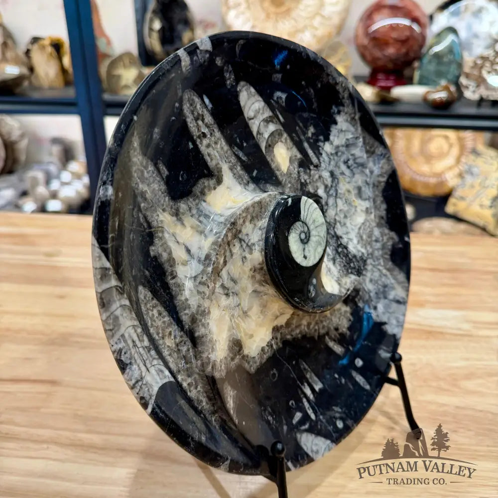 Reserve Orthoceras & Ammonite Fossil Serving Plate 10’’ - Fossil Plates