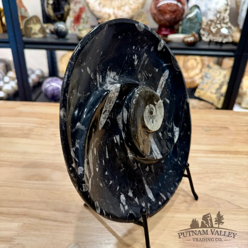 Reserve Orthoceras & Ammonite Fossil Serving Plate 10’’ - Fossil Plates