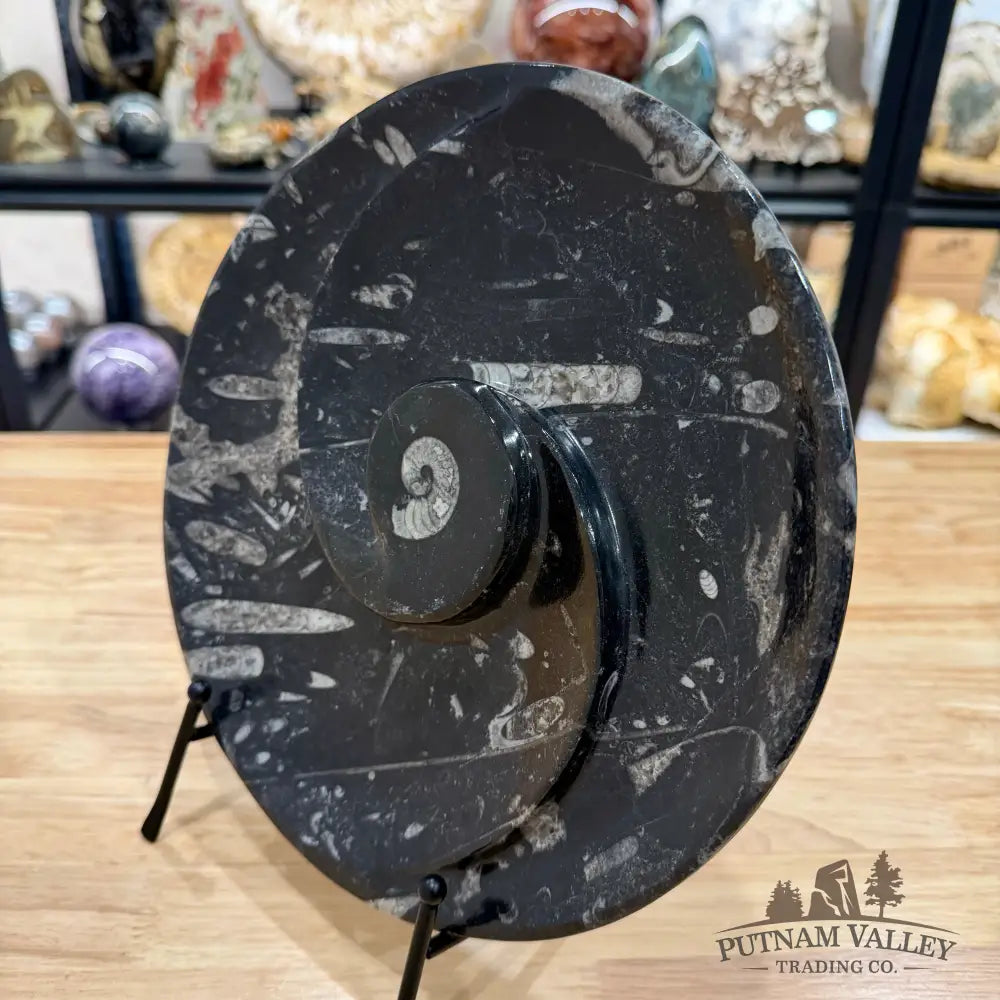 Reserve Orthoceras & Ammonite Fossil Serving Plate 10’’ - Fossil Plates