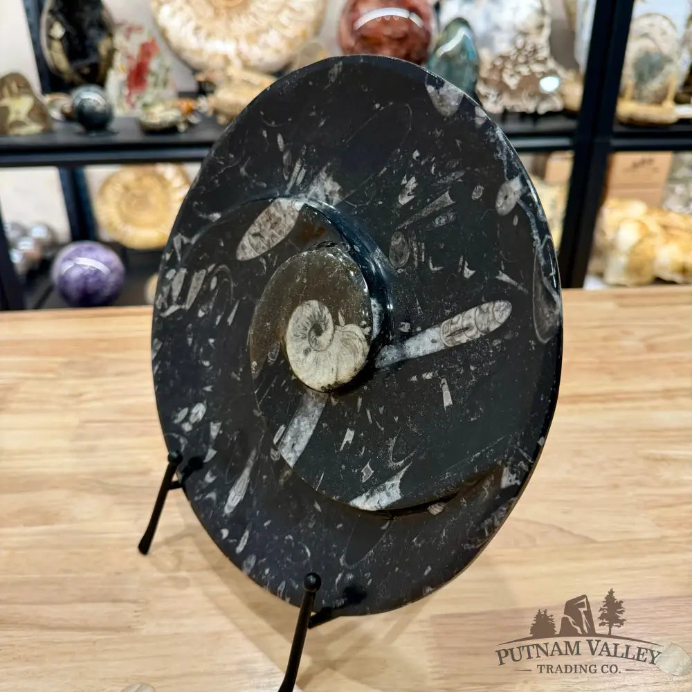 Reserve Orthoceras & Ammonite Fossil Serving Plate 10’’ - Fossil Plates