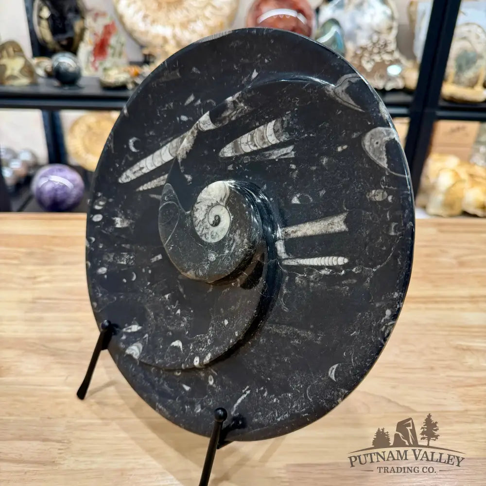 Reserve Orthoceras & Ammonite Fossil Serving Plate 10’’ - Fossil Plates