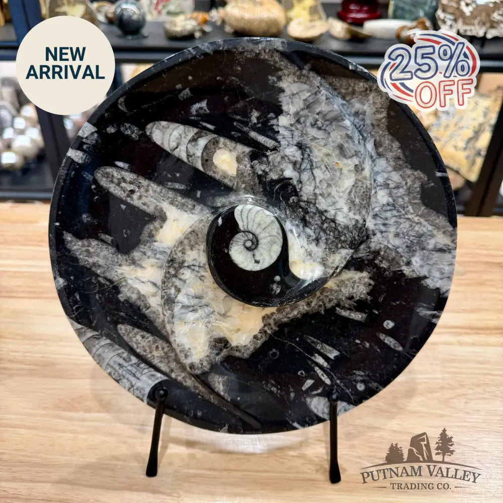 Reserve Orthoceras & Ammonite Fossil Serving Plate 10’’ - Fossil Plates