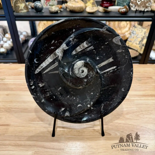 Reserve Orthoceras & Ammonite Fossil Serving Plate 10’’ - Fossil Plates