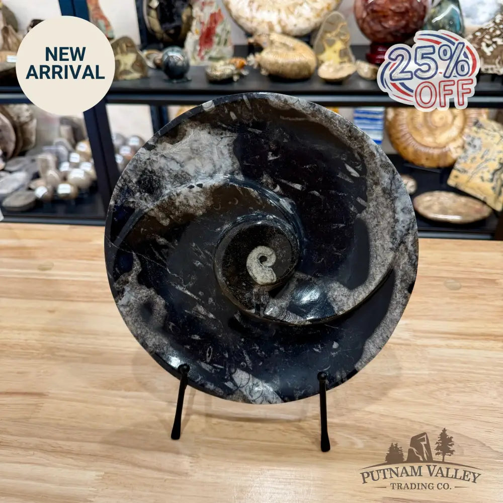 Reserve Orthoceras & Ammonite Fossil Serving Plate 10’’ 4 - Fossil Plates