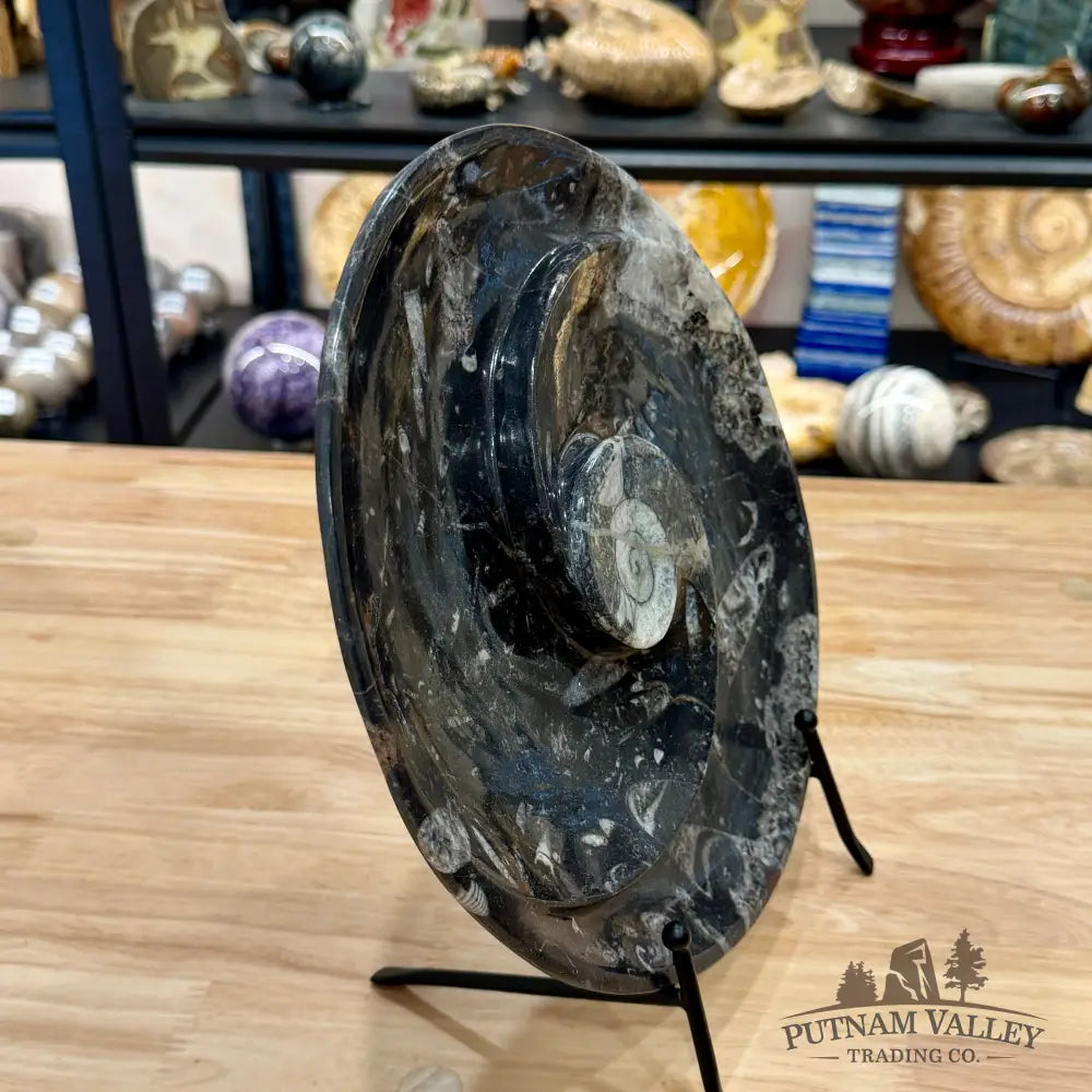 Reserve Orthoceras & Ammonite Fossil Serving Plate 10’’ 3 - Fossil Plates