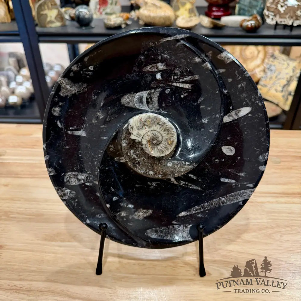 Reserve Orthoceras & Ammonite Fossil Serving Plate 10’’ - Fossil Plates