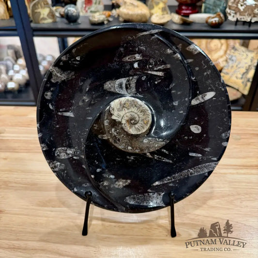 Reserve Orthoceras & Ammonite Fossil Serving Plate 10’’ - Fossil Plates