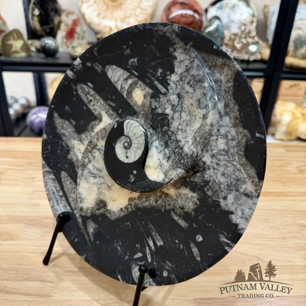 Reserve Orthoceras & Ammonite Fossil Serving Plate 10’’ - Fossil Plates