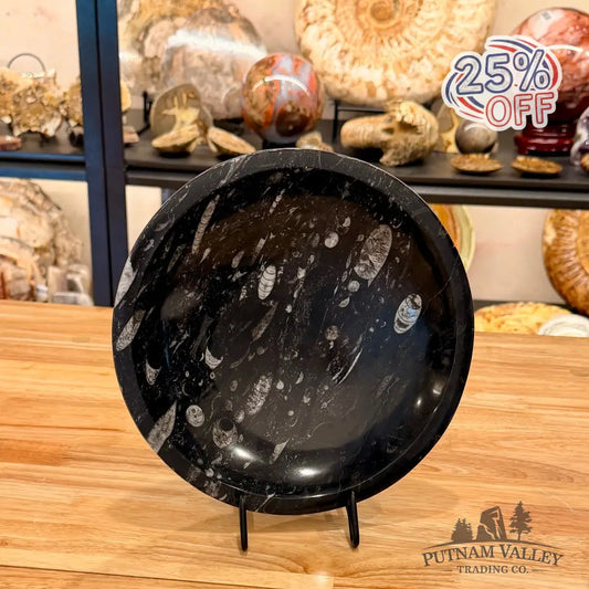 Genuine Reserve Orthoceras Fossil Bowl 10’’