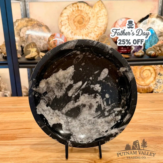 Genuine Reserve Orthoceras Fossil Bowl 10’’