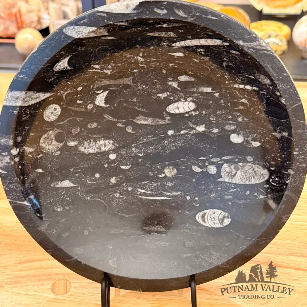 Genuine Reserve Orthoceras Fossil Bowl 10’’