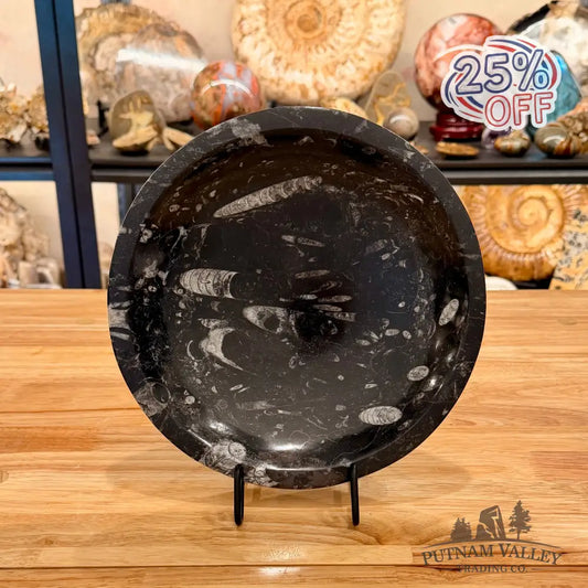 Genuine Reserve Orthoceras Fossil Bowl 10’’