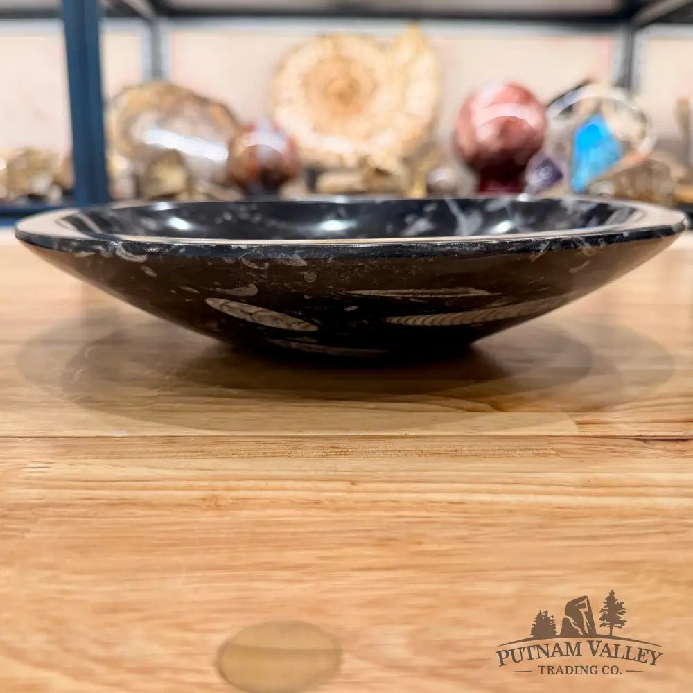 Genuine Reserve Orthoceras Fossil Bowl 10’’