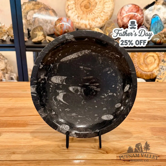 Genuine Reserve Orthoceras Fossil Bowl 10’’