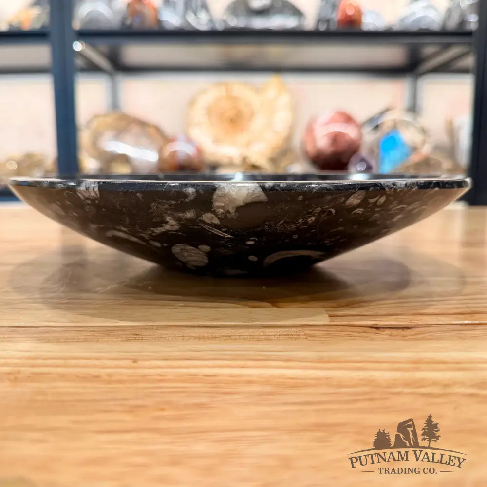 Genuine Reserve Orthoceras Fossil Bowl 10’’
