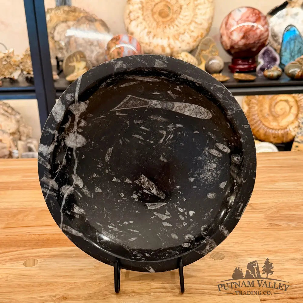 Genuine Reserve Orthoceras Fossil Bowl 10’’