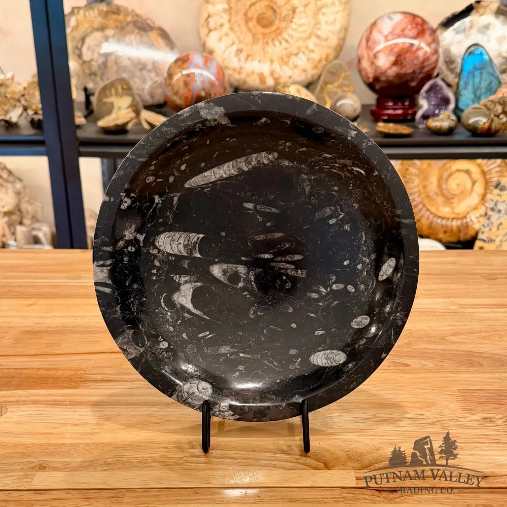 Genuine Reserve Orthoceras Fossil Bowl 10’’