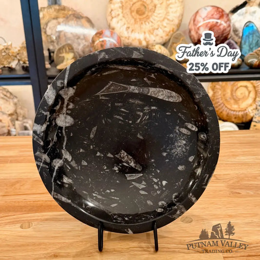 Genuine Reserve Orthoceras Fossil Bowl 10’’