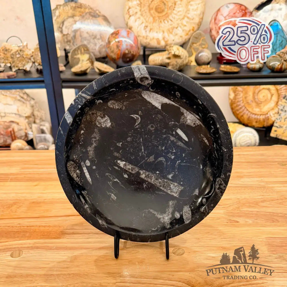 Genuine Reserve Orthoceras Fossil Bowl 10’’