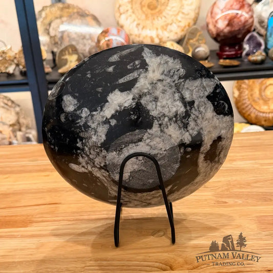 Genuine Reserve Orthoceras Fossil Bowl 10’’
