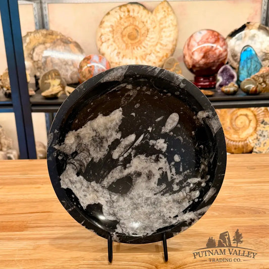 Genuine Reserve Orthoceras Fossil Bowl 10’’