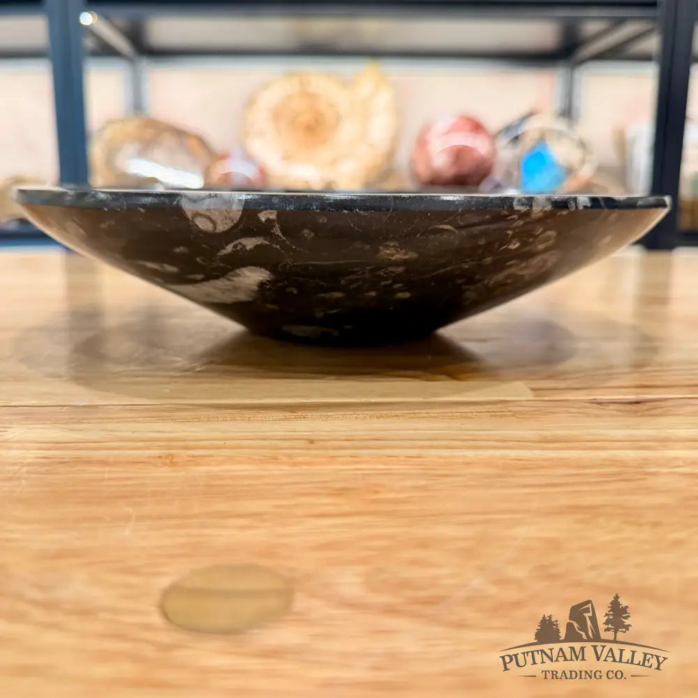 Genuine Reserve Orthoceras Fossil Bowl 10’’
