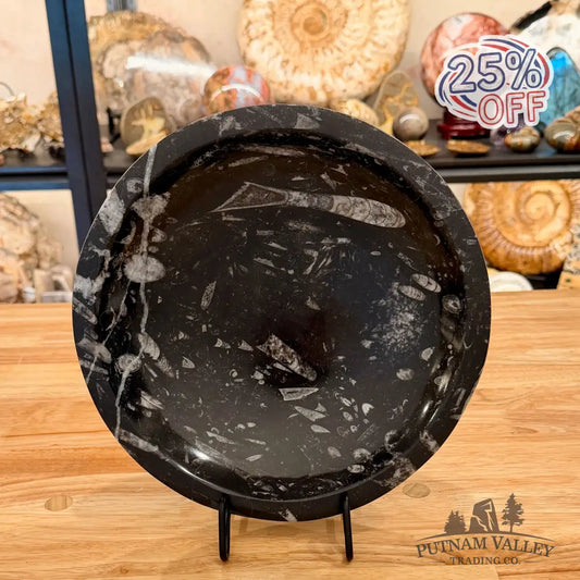 Genuine Reserve Orthoceras Fossil Bowl 10’’