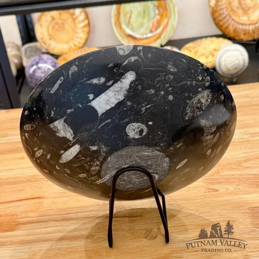 Genuine Reserve Orthoceras Fossil Bowl 10’’
