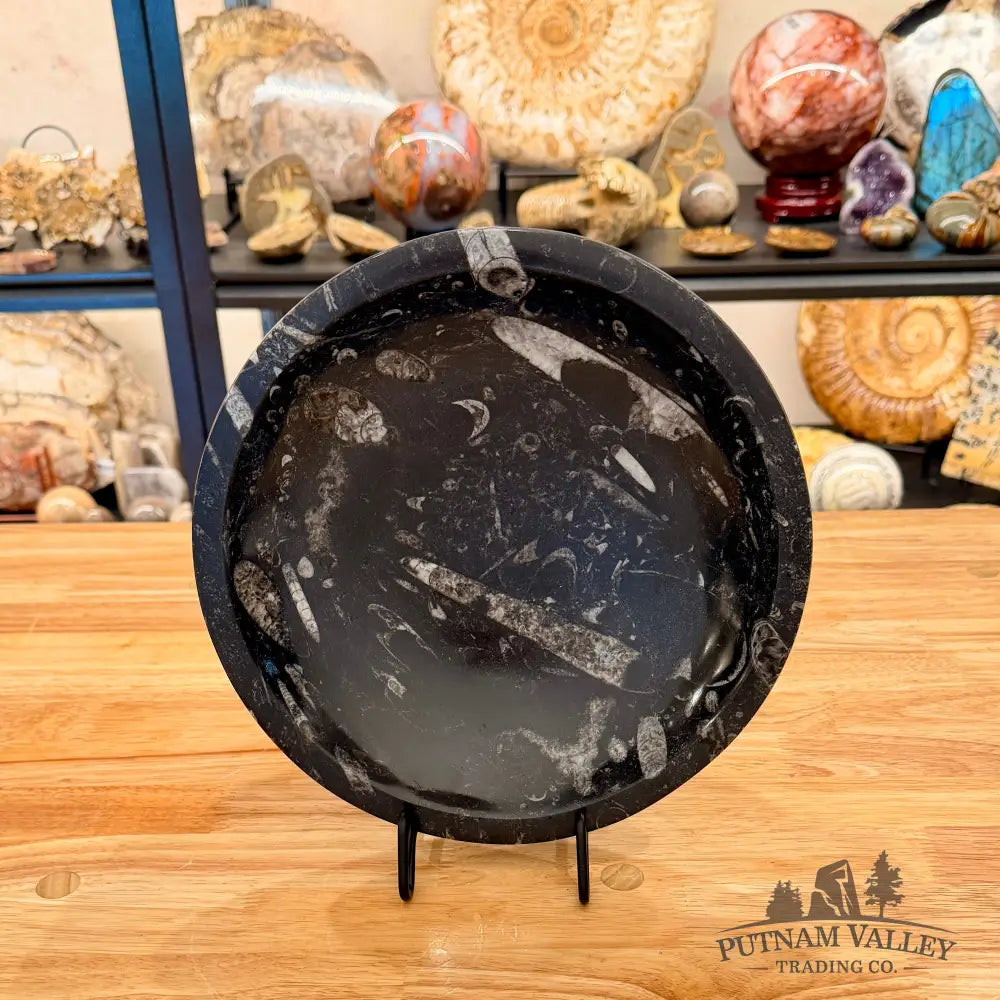 Genuine Reserve Orthoceras Fossil Bowl 10’’