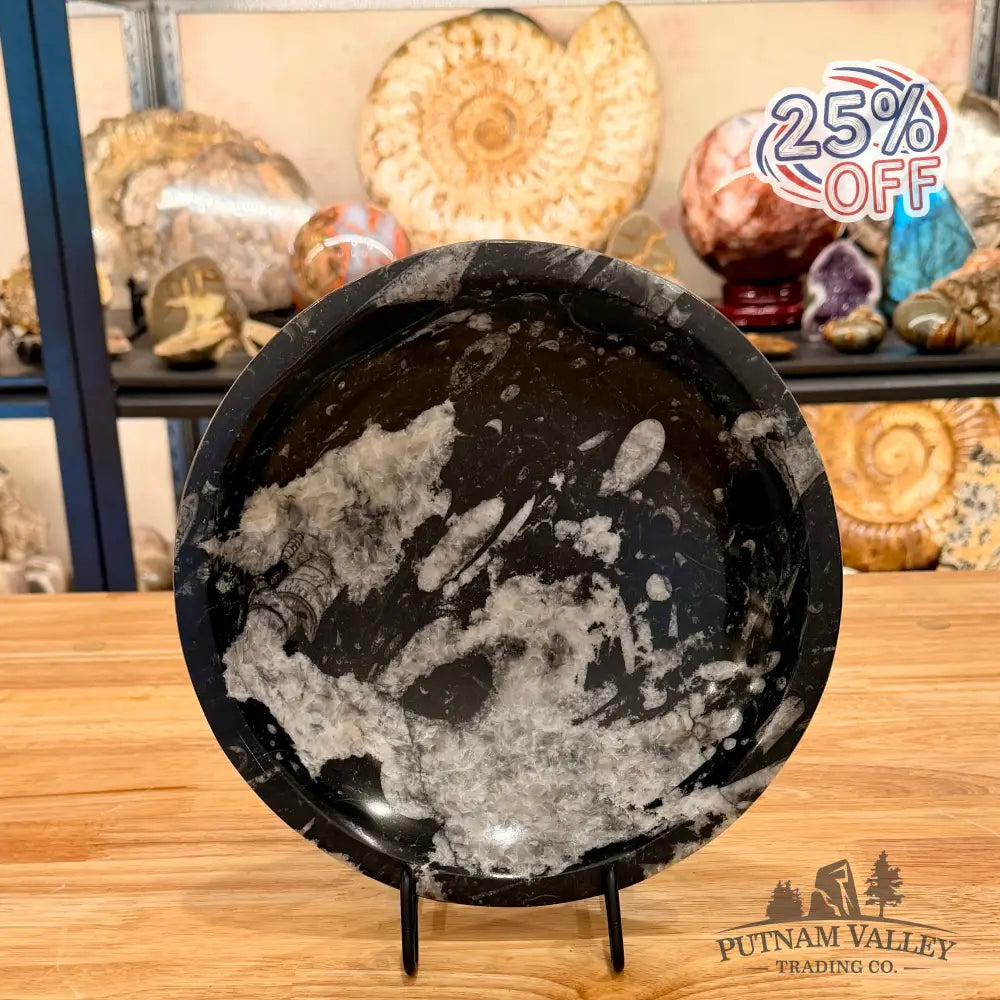 Genuine Reserve Orthoceras Fossil Bowl 10’’