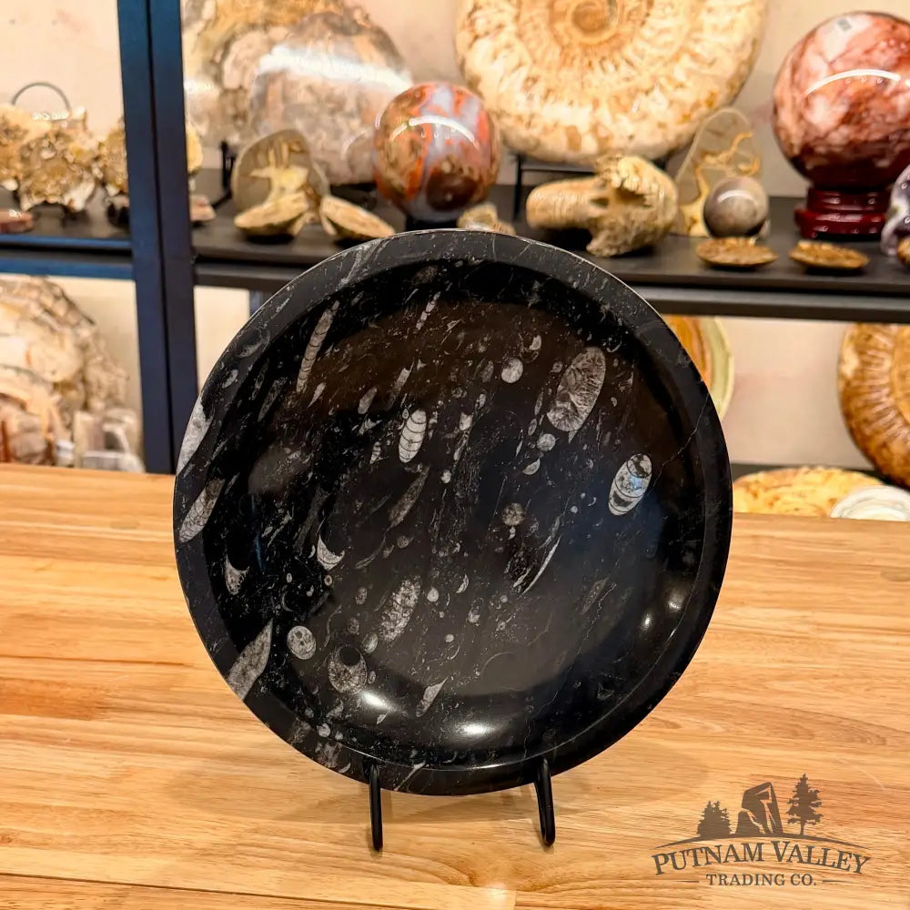 Genuine Reserve Orthoceras Fossil Bowl 10’’