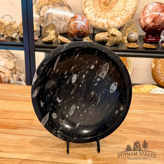 Genuine Reserve Orthoceras Fossil Bowl 10’’