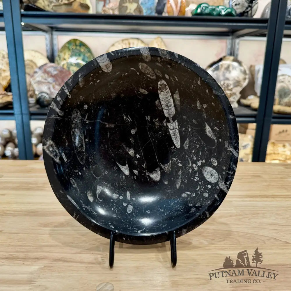 Reserve Orthoceras Fossil Bowl 10’’ | Morocco - Fossil Bowl