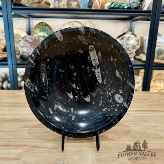 Reserve Orthoceras Fossil Bowl 10’’ | Morocco - Fossil Bowl
