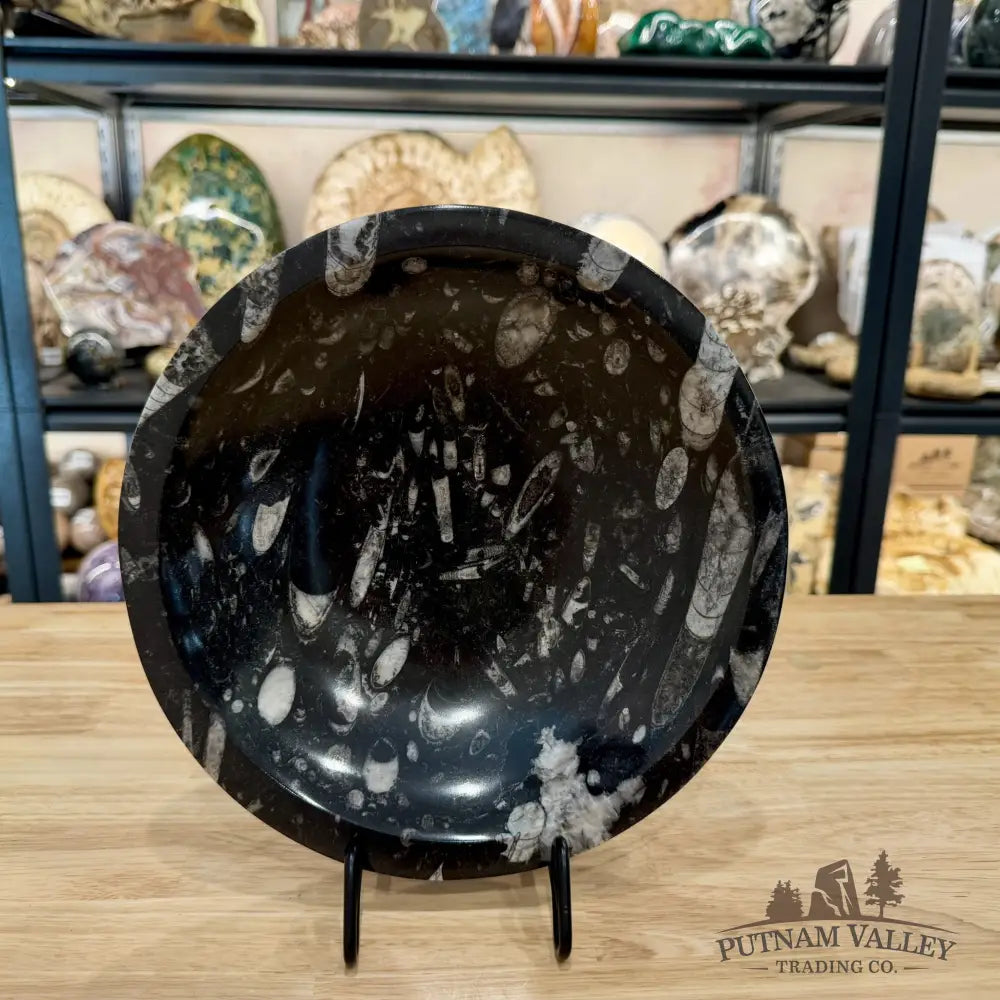 Reserve Orthoceras Fossil Bowl 10’’ | Morocco - Fossil Bowl