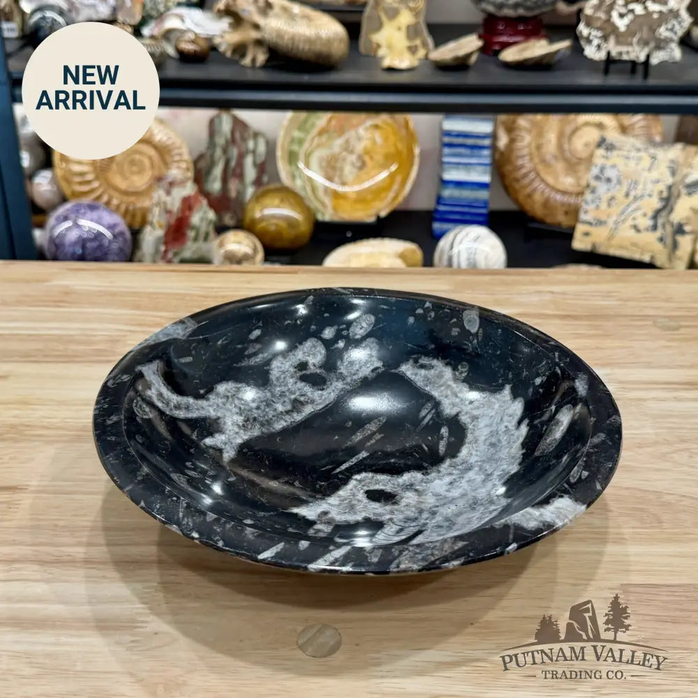Reserve Orthoceras Fossil Bowl 10’’ | Morocco - Fossil Bowl