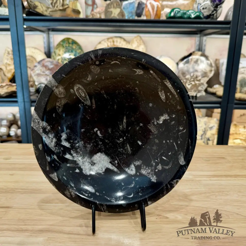 Reserve Orthoceras Fossil Bowl 10’’ | Morocco - Fossil Bowl