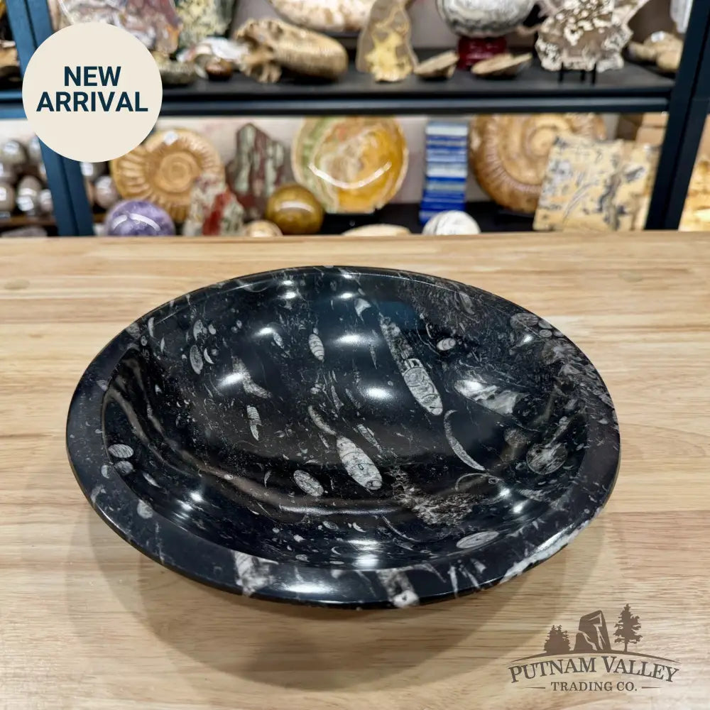 Reserve Orthoceras Fossil Bowl 10’’ | Morocco - Fossil Bowl