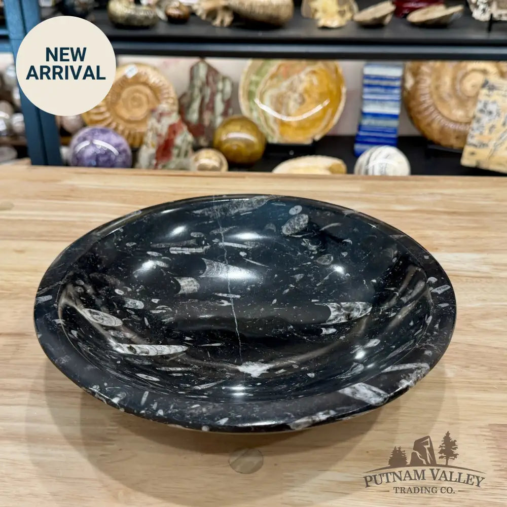 Reserve Orthoceras Fossil Bowl 10’’ | Morocco - Fossil Bowl