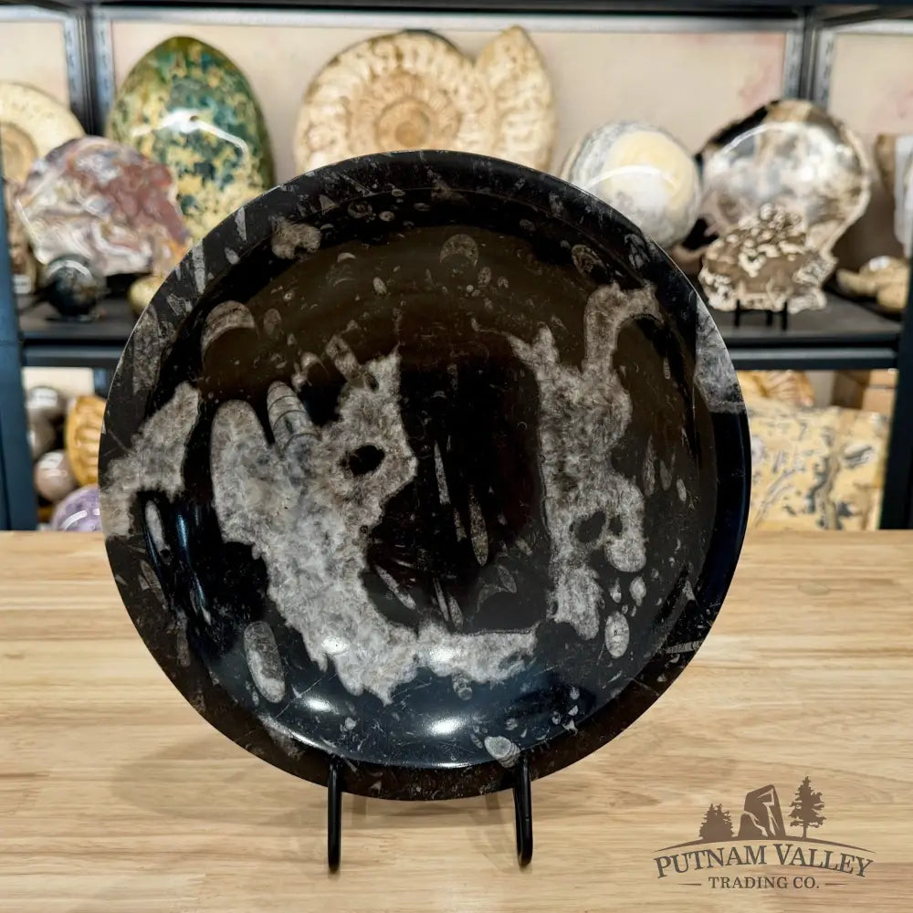 Reserve Orthoceras Fossil Bowl 10’’ | Morocco - Fossil Bowl