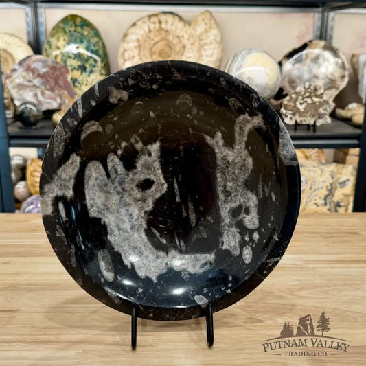 Reserve Orthoceras Fossil Bowl 10’’ | Morocco - Fossil Bowl