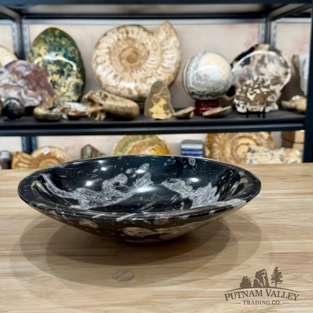 Reserve Orthoceras Fossil Bowl 10’’ | Morocco - Fossil Bowl