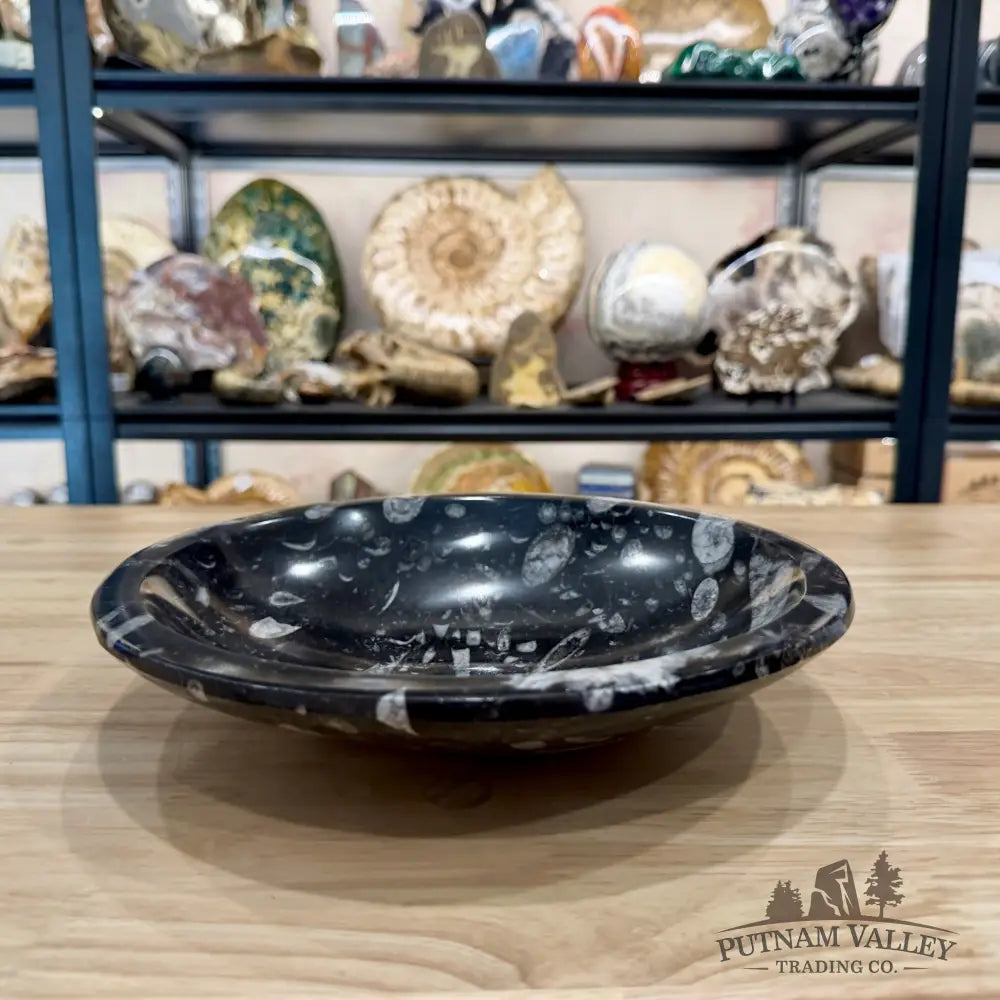 Reserve Orthoceras Fossil Bowl 10’’ | Morocco - Fossil Bowl