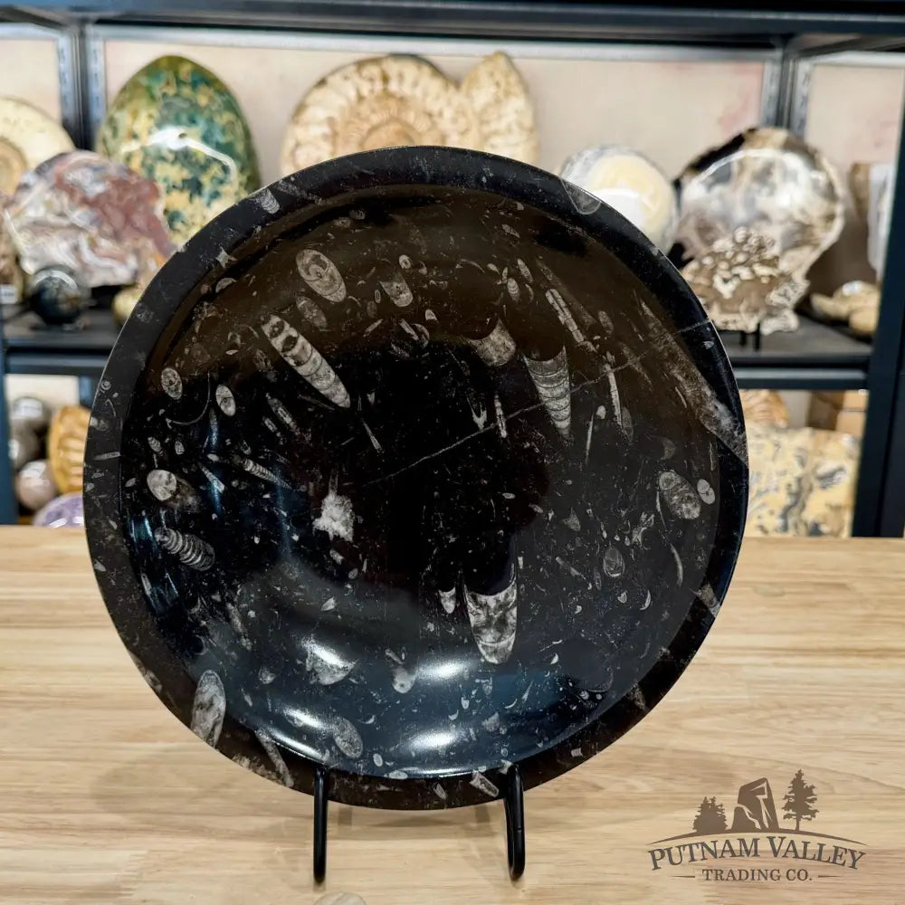 Reserve Orthoceras Fossil Bowl 10’’ | Morocco - Fossil Bowl