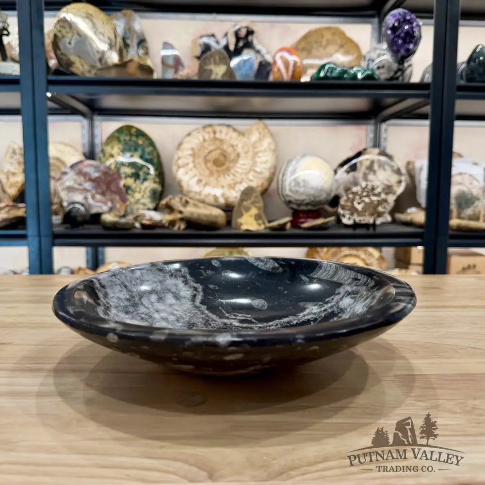 Reserve Orthoceras Fossil Bowl 10’’ | Morocco - Fossil Bowl