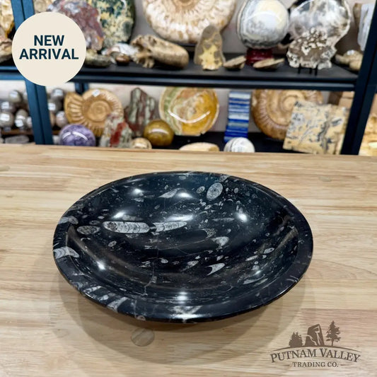 Reserve Orthoceras Fossil Bowl 10’’ | Morocco - Fossil Bowl