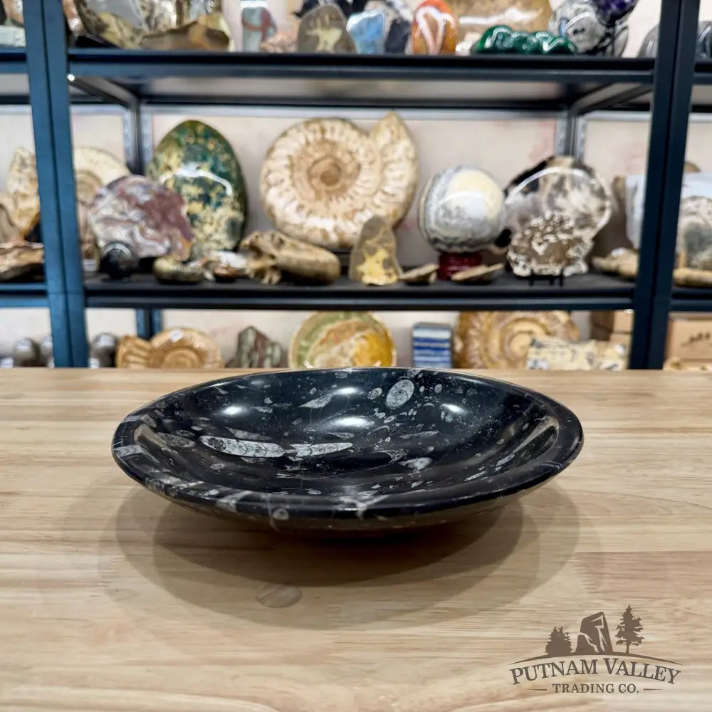 Reserve Orthoceras Fossil Bowl 10’’ | Morocco - Fossil Bowl