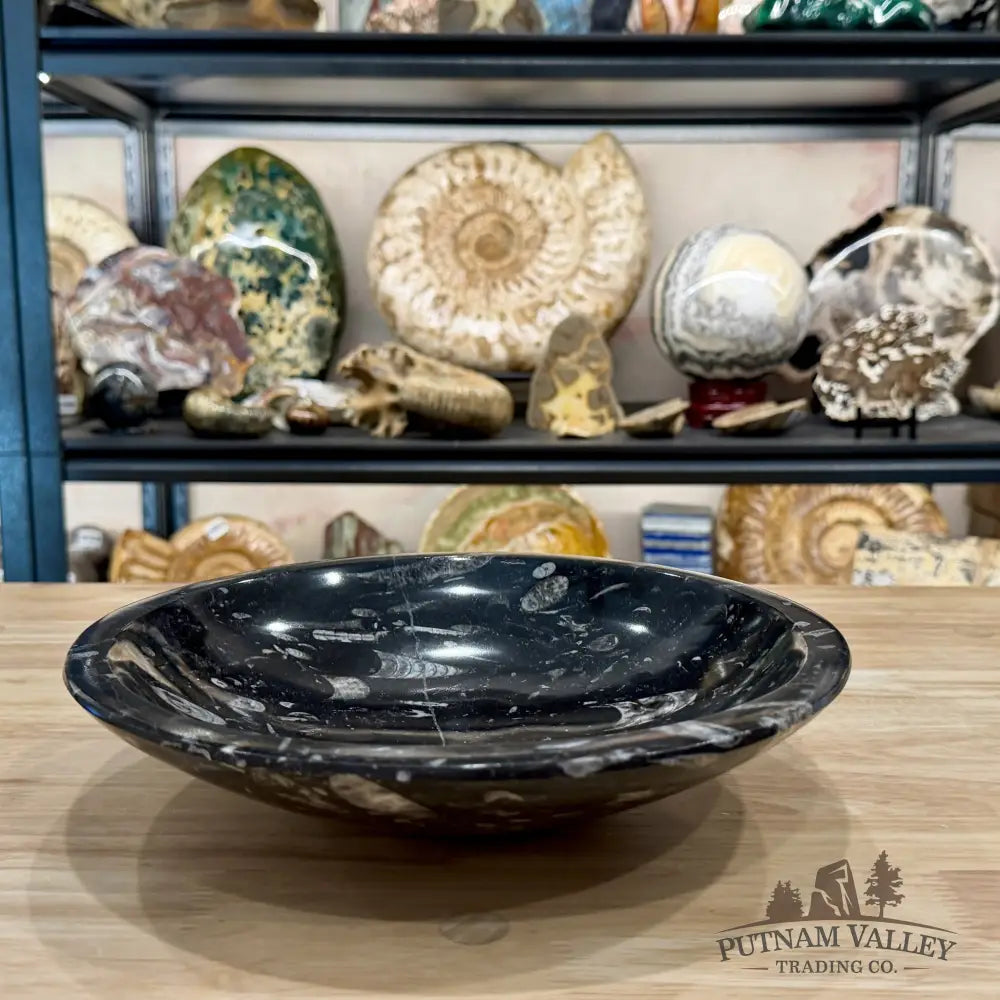 Reserve Orthoceras Fossil Bowl 10’’ | Morocco - Fossil Bowl