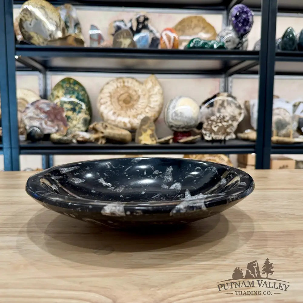 Reserve Orthoceras Fossil Bowl 10’’ | Morocco - Fossil Bowl